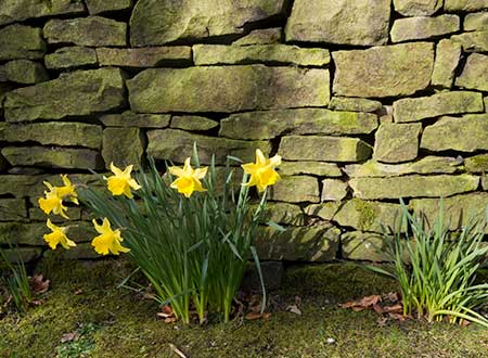 Wall in Spring